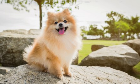 Dog Image 