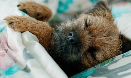 Dog Image 
