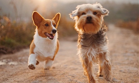 Dog Image 