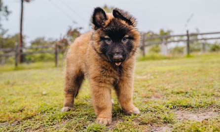Dog Image