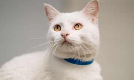 Cat Image