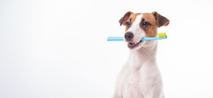 Puppy with a toothbrush