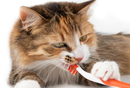 Cat with a toothbrush