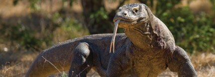 Komodo national park