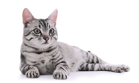 Cat breed guide