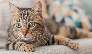 domestic shorthair cat
