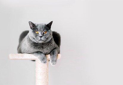 British Shorthair 