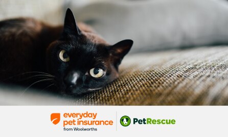 PetRescue