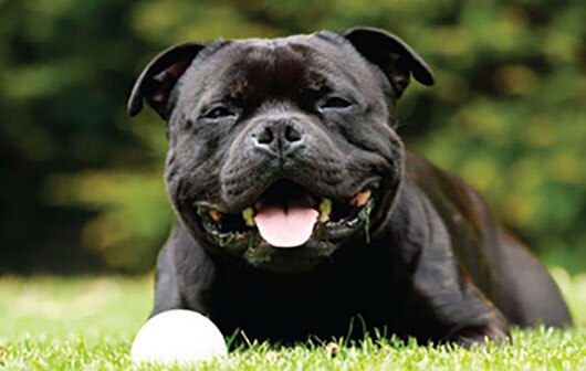 Should I get an American Staffordshire Terrier?