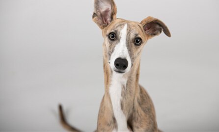 Greyhound