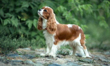 Cavalier King Charles Spaniel