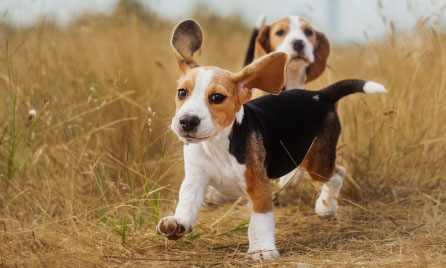 Should I get an Beagle?