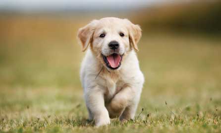 Golden Retriever 