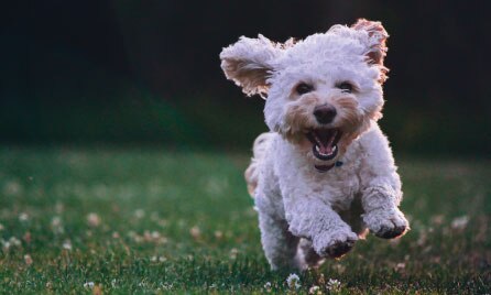 Luxating Patella