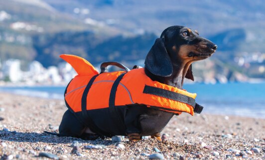 Should I get a Mini Dachshund?