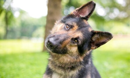 Separation Anxiety in Pets 