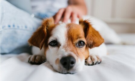Diarrhoea and vomiting in puppies and kittens
