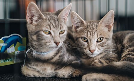 Desexing Cats