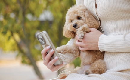 Dog having a VetAssist consultation