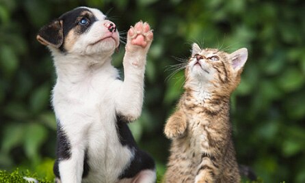 Pet Insurance