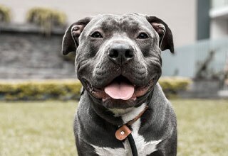 Staffy