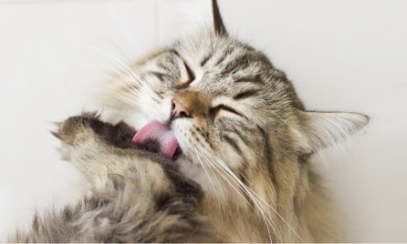 Cat Image