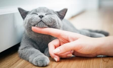 Cat Image