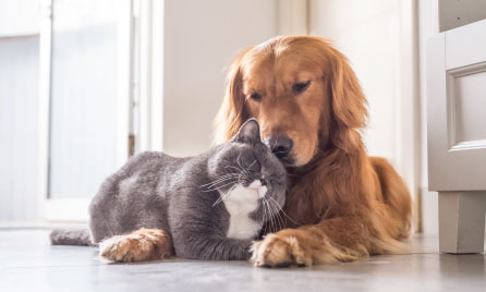 Cat and Dog