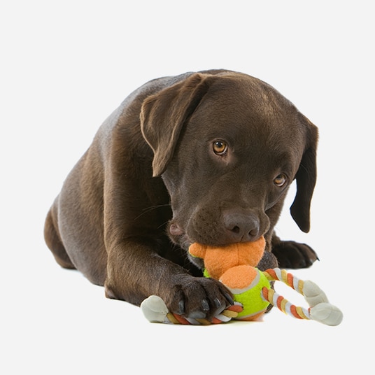 Dog Image 