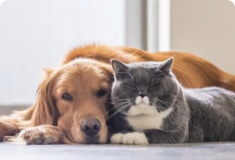 Understanding pet insurance