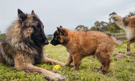 What to know before getting a dog