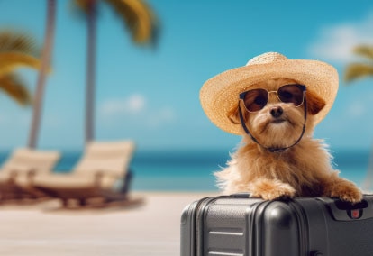 Pet Accommodation