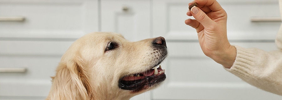How often should I worm my dog?