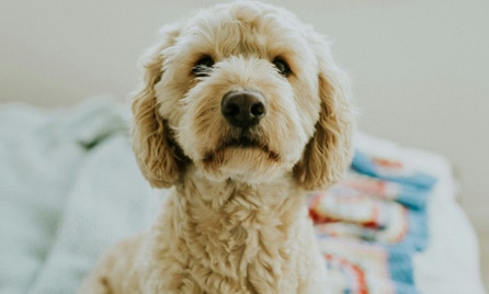 Ear infections