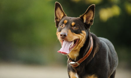 Should I get a Kelpie?