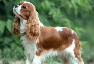Cavalier King Charles Spaniel