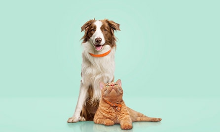 Comprehensive Plus Pet Insurance Cover